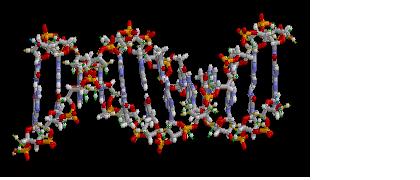Navržen nový mechanismus evoluce: Pasivní konzumace mrtvé DNA